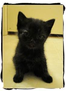 Persian mix kitten - black - mama is Persian Calico