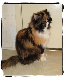 Persian Calico Cat