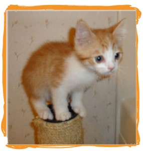 Cheeto, 1/2 Persian Orange and White Kitten Adopted