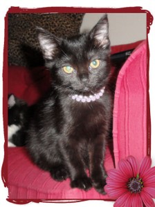 Luna, Black kitten available for adoption