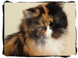 Persian Calico kitty adopted through MeoowzResQ